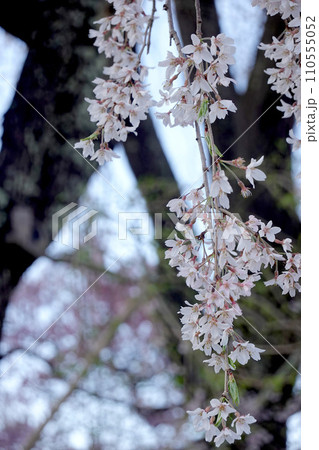 長野県伊那市_勝間薬師堂しだれ桜3_2023_4月 110555052