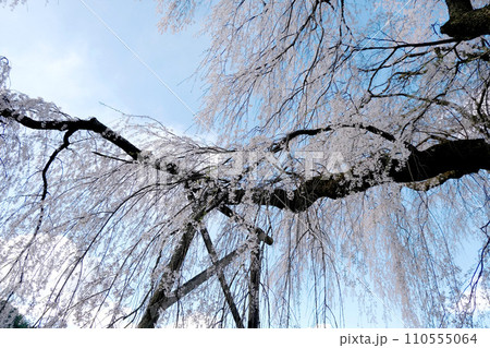 長野県伊那市_勝間薬師堂しだれ桜15_2023_4月 110555064