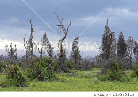 Fantastic landscape with dead tree near Lake Naivasha. Kenya, Africa Fantastic landscape with dead tree near Lake Naivasha. Kenya, Africa 110555118