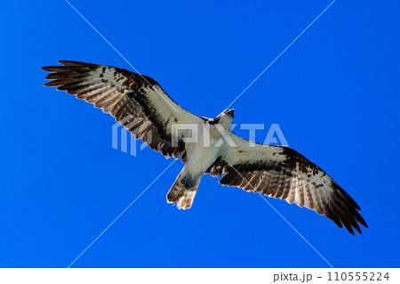 ミサゴ ミサゴ 110555224