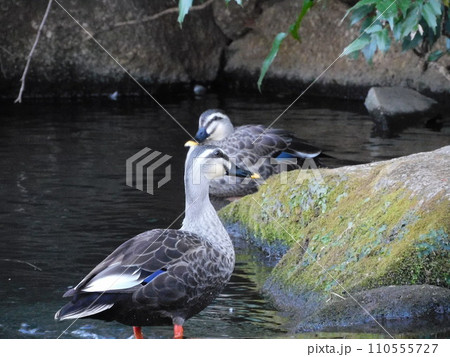 公園の池で水浴びをする野生のカルガモ 110555727