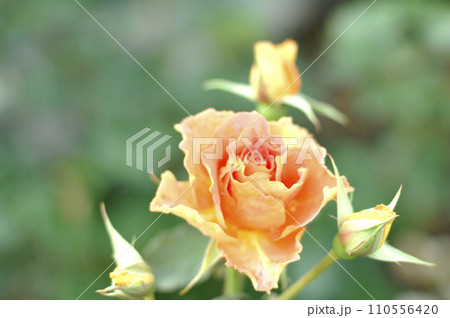 いつか見た薔薇の花 110556420