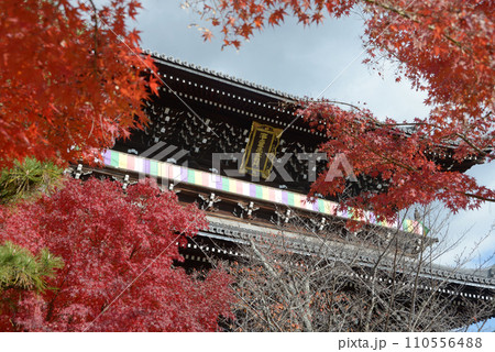 秋の金戒光明寺　山門　京都市左京区黒谷 110556488