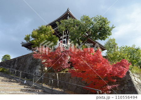 秋の金戒光明寺　境内の紅葉　京都市左京区黒谷 110556494