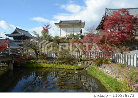 秋の金戒光明寺 蓮池 京都市左京区黒谷 秋の金戒光明寺 蓮池 京都市左京区黒谷 110556572