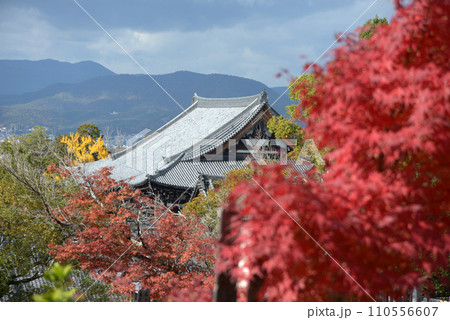 秋の金戒光明寺　御影堂遠望　京都市左京区黒谷 110556607