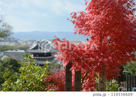 秋の金戒光明寺　山門遠望　京都市左京区黒谷 110556609