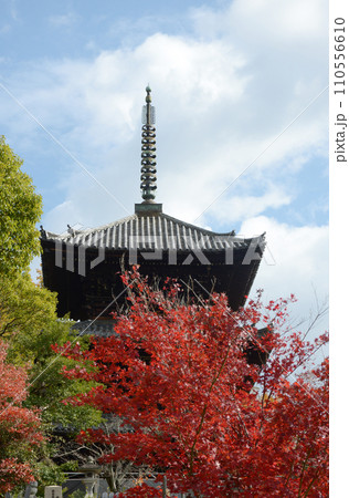 秋の金戒光明寺　三重塔　京都市左京区黒谷 110556610