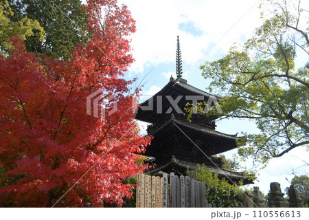 秋の金戒光明寺 三重塔 京都市左京区黒谷 秋の金戒光明寺 三重塔 京都市左京区黒谷 110556613