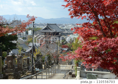 秋の金戒光明寺 山門遠望 京都市左京区黒谷 秋の金戒光明寺 山門遠望 京都市左京区黒谷 110556703