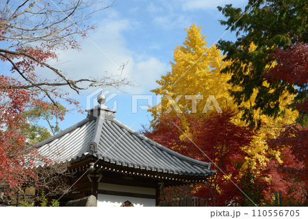 秋の金戒光明寺　西雲院の紅葉　京都市左京区黒谷 110556705