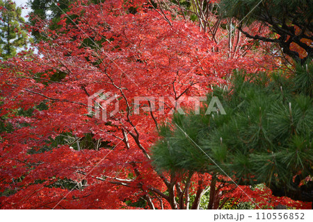 秋の金戒光明寺　境内の松と紅葉　京都市左京区黒谷 110556852