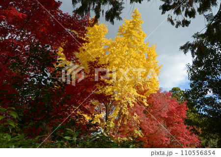 秋の金戒光明寺 境内の紅葉 京都市左京区黒谷 秋の金戒光明寺 境内の紅葉 京都市左京区黒谷 110556854