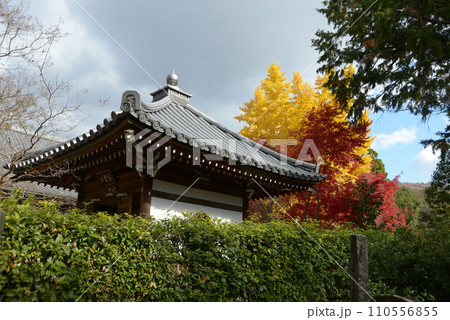 秋の金戒光明寺　境内の紅葉　京都市左京区黒谷 110556855
