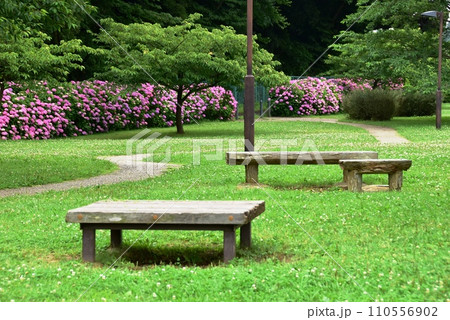 藤沢市 引地川親水公園散策路と満開の紫陽花 藤沢市 引地川親水公園散策路と満開の紫陽花 110556902