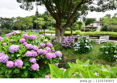 藤沢市　小出川沿い（花とせせらぎの道）の満開紫陽花 110556903