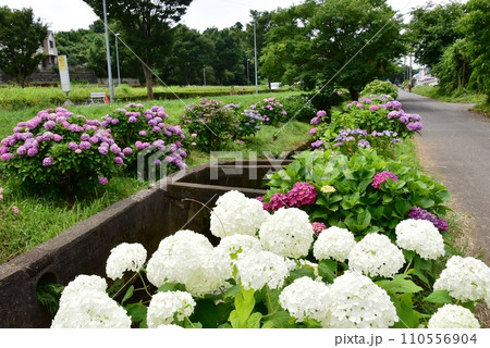 藤沢市　小出川沿い（花とせせらぎの道）の満開紫陽花 110556904