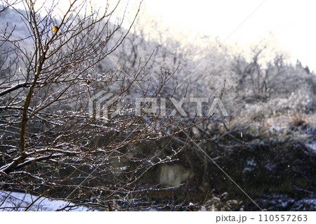 雪が積もった木 雪が積もった木 110557263
