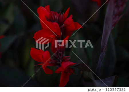 Floral background with red Cannes flowers. The beauty of nature, dark red flowers wallpaper 110557321