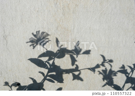Flower shadow on the grey concrete wall background. Nature texture for wallpaper and any design, copy space 110557322
