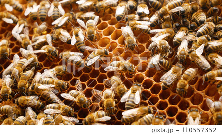 A lot of bees crawl on the frame with honey in the hive. Honey production. The life of a bee colony. A lot of bees crawl on the frame with honey in the hive. Honey production. The life of a bee colony. 110557352