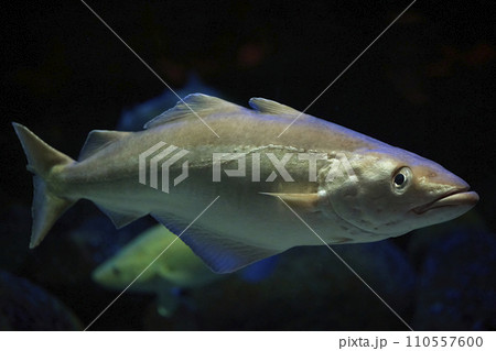 Fish close up in dark waters in Denmark. Underwater photo Fish close up in dark waters in Denmark. Underwater photo 110557600