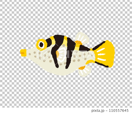 シマキンチャクフグ【熱帯魚】の手描きイラスト シマキンチャクフグ【熱帯魚】の手描きイラスト 110557645