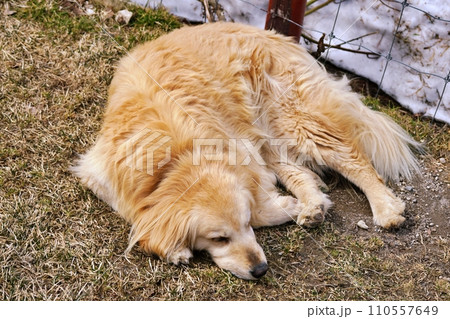 旭山動物園 こども牧場のイヌ 旭山動物園 こども牧場のイヌ 110557649