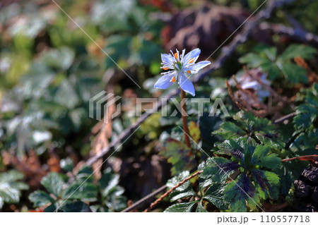 バイカオウレン　凛と咲く　冬　（高知県　佐川町　牧野公園） 110557718