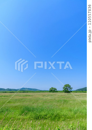 北海道豊頃町  ハルニレの木 110557836