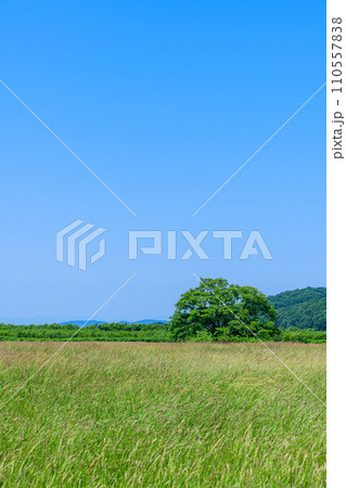 北海道豊頃町  ハルニレの木 110557838
