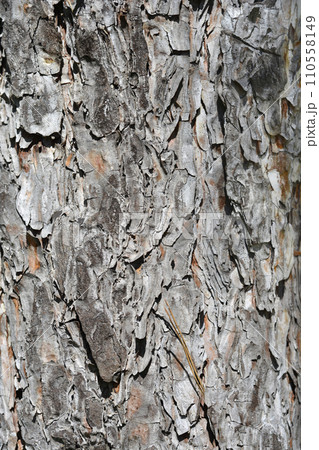 Black pine Black pine 110558149