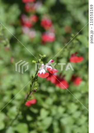 Baby sage Hot Lips 110558169