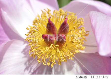 Fragrant peony Fragrant peony 110558189