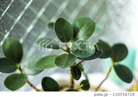 観葉植物のイメージ ガジュマル 尖閣 観葉植物のイメージ ガジュマル 尖閣 110558728