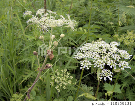 シシウドとハナウド 阿蘇花野協会初夏の観察会 熊本県阿蘇郡高森町 シシウドとハナウド 阿蘇花野協会初夏の観察会 熊本県阿蘇郡高森町 110559131