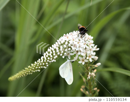 オカトラノオ 阿蘇花野協会初夏の観察会 熊本県阿蘇郡高森町 オカトラノオ 阿蘇花野協会初夏の観察会 熊本県阿蘇郡高森町 110559134