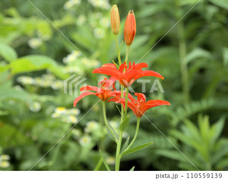 ヒメユリ 阿蘇花野協会初夏の観察会 熊本県阿蘇郡高森町 ヒメユリ 阿蘇花野協会初夏の観察会 熊本県阿蘇郡高森町 110559139