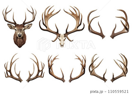 AI-generated content. Set of deer head and antlers isolated on a white or transparent background close-up. Overlay of deer antlers for insertion. A design element to be inserted into a design or 110559521