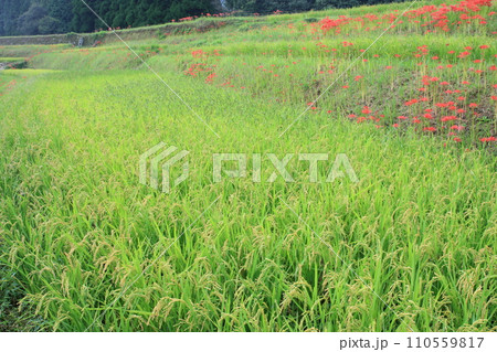 秋の田んぼ 110559817