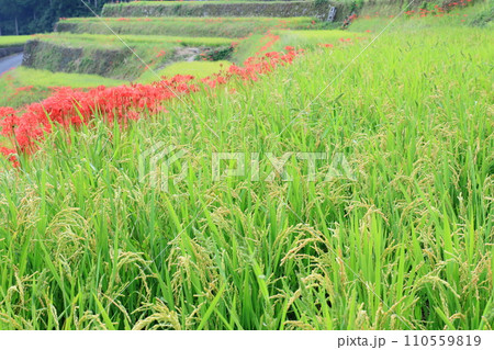棚田に咲く彼岸花 110559819