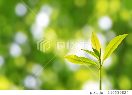 New bright green plant growth on the blurred spring garden background. 110559824