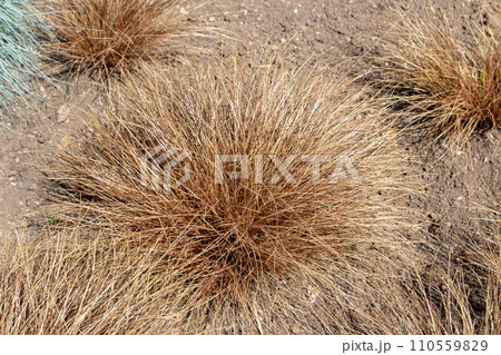 Carex comans or New Zealand hair sedge bronze form plants 110559829