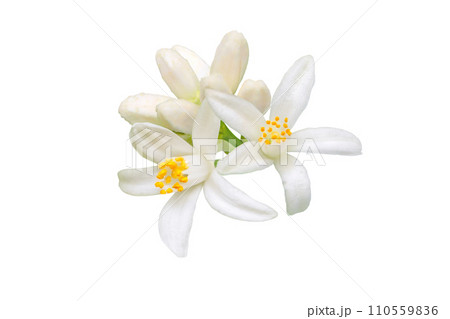 Orange tree flowers and buds bunch isolated on white 110559836