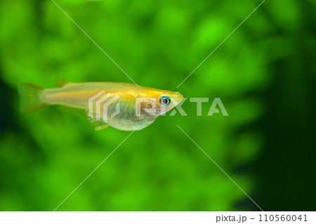 卵を持ったメダカ 110560041
