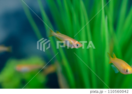 ヒメダカ 110560042