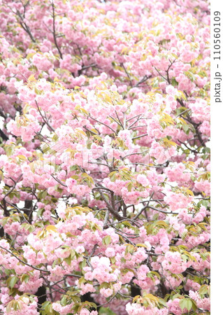 満開の関山桜 満開の関山桜 110560109