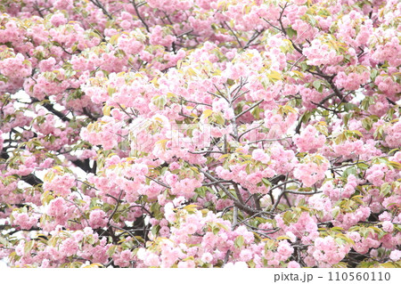 満開の関山桜 110560110