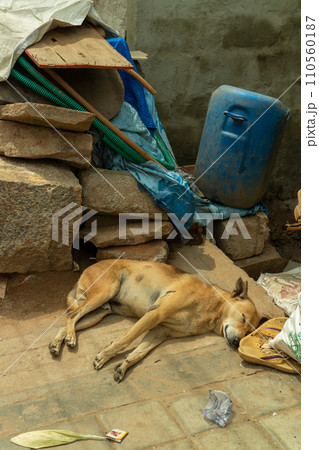 インド_野犬のいる街角風景 110560187