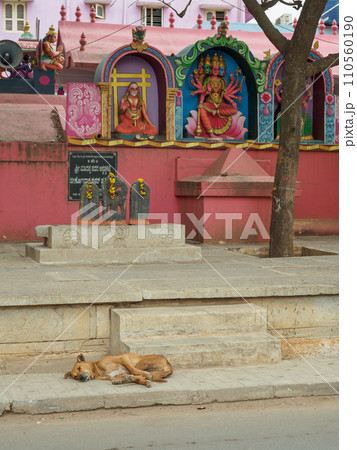 インド_野犬のいる街角風景 インド_野犬のいる街角風景 110560190